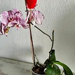公寓 Duplex Sol Y Mar