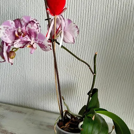 Apartmán Duplex Sol Y Mar